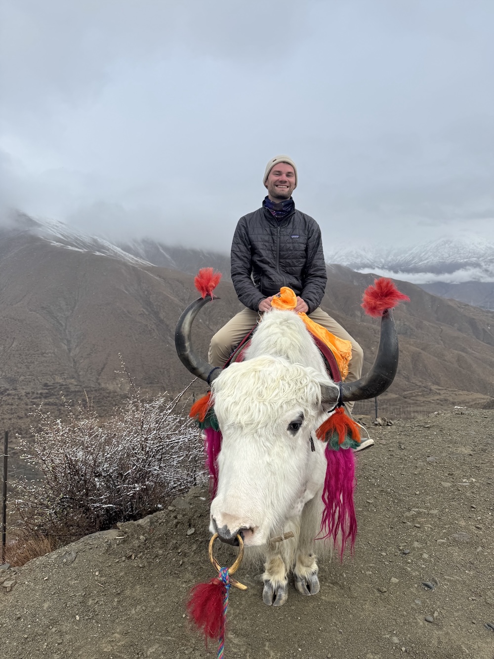 Yak in Tibet